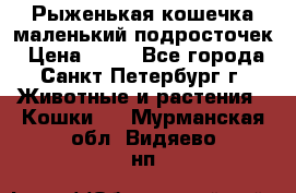 Рыженькая кошечка маленький подросточек › Цена ­ 10 - Все города, Санкт-Петербург г. Животные и растения » Кошки   . Мурманская обл.,Видяево нп